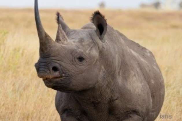 Kenya s rhino population rises 11  amid zero poaching in 2020