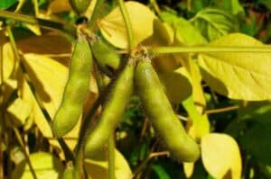 Plant diseases  pests eat into soybean growers  earnings in MP