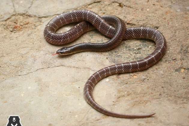Deadly snake in kitchen shocks Agra family