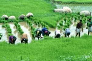 Concerns mount about kharif sowing due to uneven rainfall distribution  Crisil Research