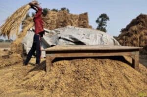 Record 308 65 million tonnes foodgrain production expected this year