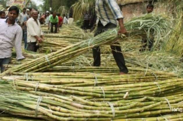 Agri boost  Sugarcane worth Rs 91 000 crore purchased in 2020 21