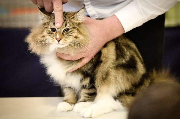 Cats may be catching Covid at far higher rates than thought