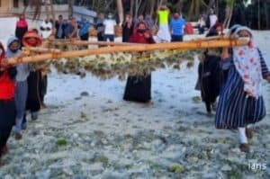 Lakshadweep turns to seaweed farming to facilitate development