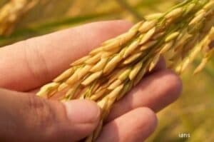 Paddy  wheat still preferred crop in maximum households