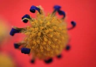 Deadly Chandipura Virus Spreads in Rajasthan; 4 Cases Reported, 74 Tested for Infection