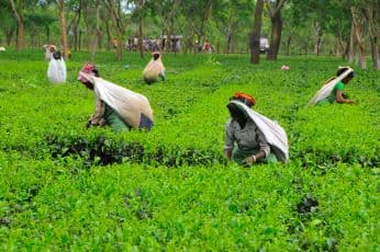 Plans to Promote Tourism at Assam Tea Gardens