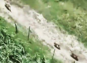 Wolf Attacks Continue Unabated in Bahraich; Death Toll Touches 8; Latest Victims Include Toddler and Elderly Woman