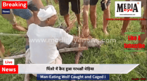 Man-Eater Wolf Caught and Caged in Bahraich
