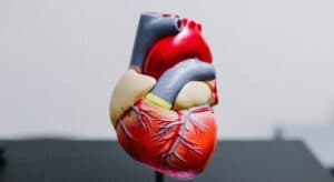New Study Finds Hearts Muscles Can Regenerate in Some People; Indicates it May Bring Forth New Ways of Treatment