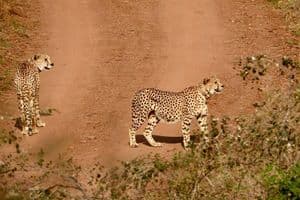 Kuno Cheetahs to Soon Roam in Rajasthan via Proposed Wildlife Corridor