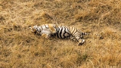 Karnataka Minister Orders Enquiry into Tiger’s Mysterious Death in Shivamogga