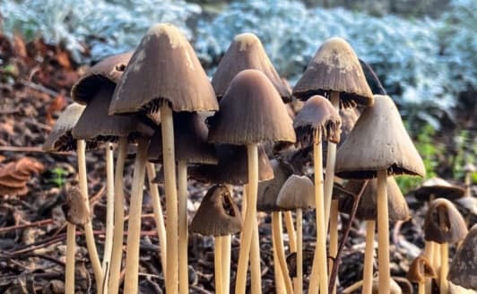 Can Mushrooms Help Boost Health in Parkinson's Patients?