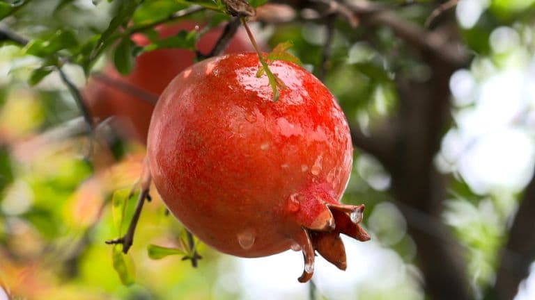 1st Commercial Sea Shipment of Unique Indian Pomegranates Reaches US: Centre