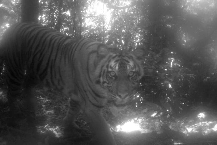Tiger Mauls Woman Do death in Madhya Pradesh