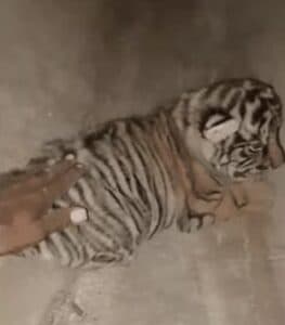FIR Filed After Man Touches Tiger Cubs at Rajasthan’s Ranthambore National Park