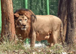 16th Census Confirms 891 Asiatic Lions Across 11 Districts of Gujarat