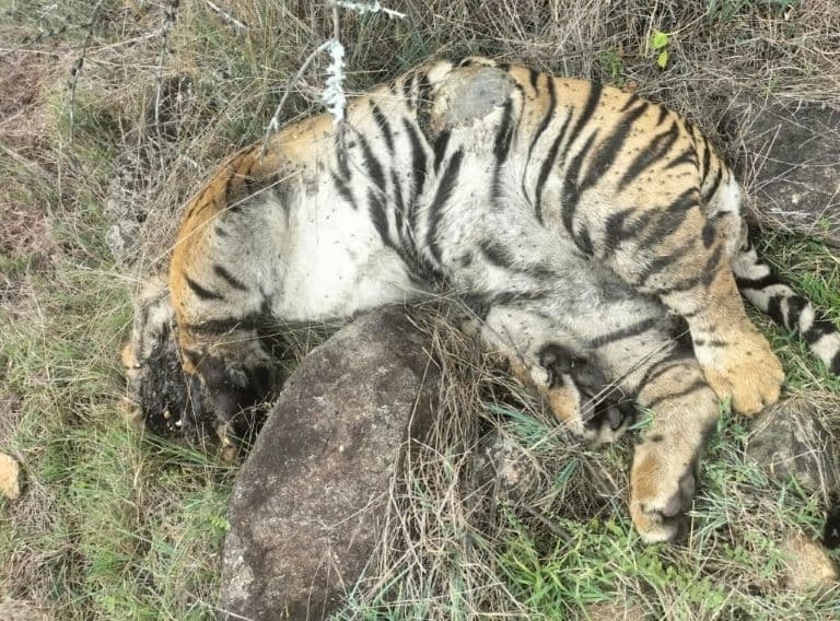 Death of 5 Tigers: Two Arrested For Poisoning Big Cats in Revenge For Cow's Killing