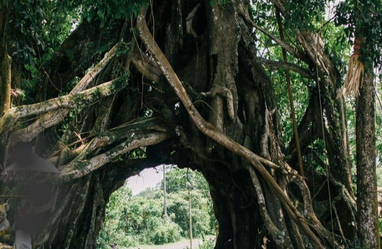 Returning To Roots