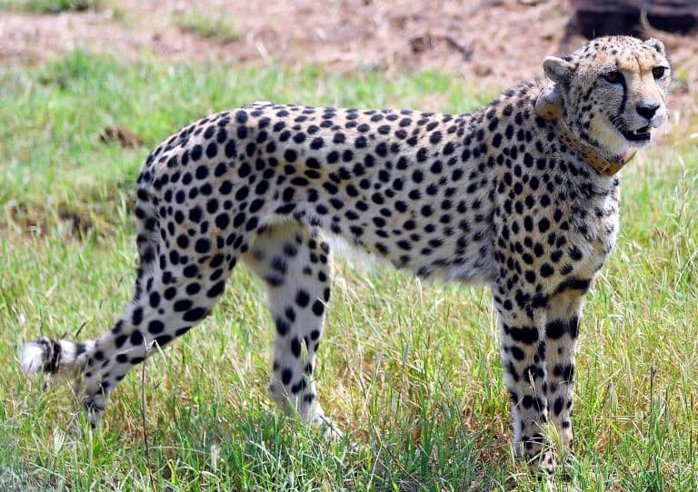 Namibian Female Cheetah Nabha Succumbs To Injuries