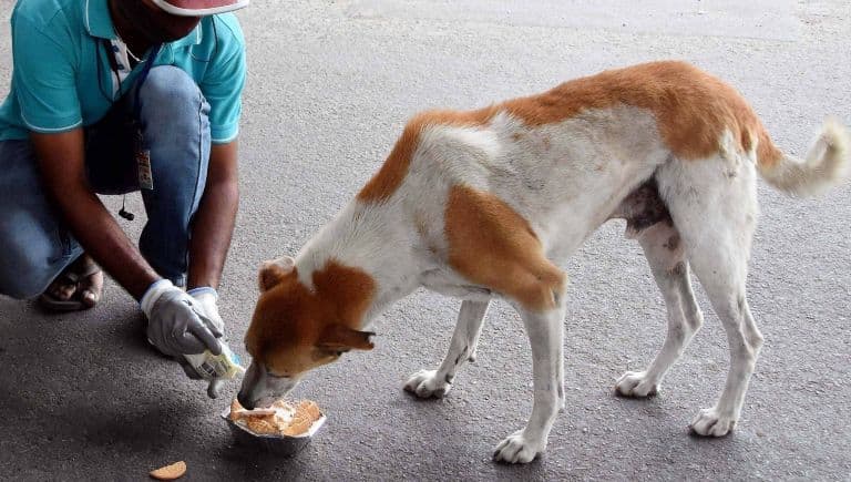Chicken Biryani For Stray Dogs: Why Has It Sparked Controversy?