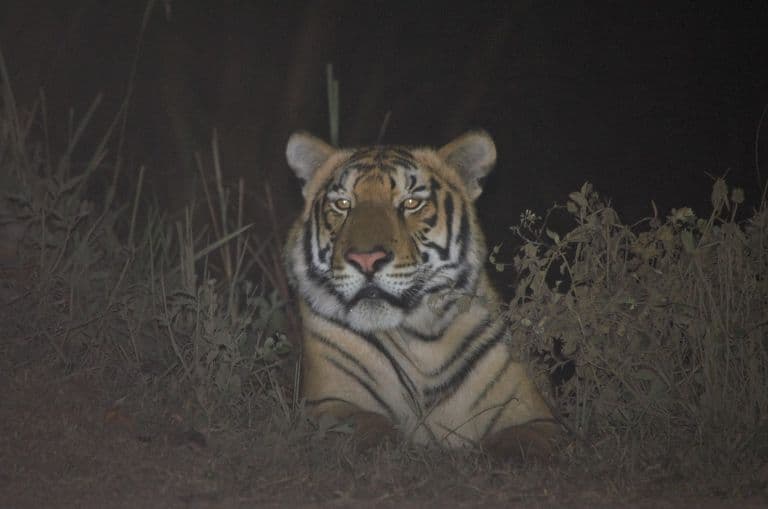 Assam’s Kaziranga, Home To One-Horned Rhino, Now Ranks Third Globally In Tiger Density: Survey