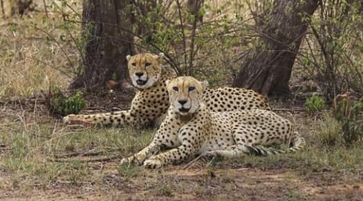'Uninhibited And  Unchained': Jwala's 130-KM Dash Puts India’s Wildlife Corridor to Test