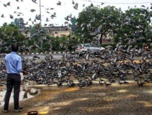 Maharashtra: Mumbai Registers First FIR For Feeding Pigeons