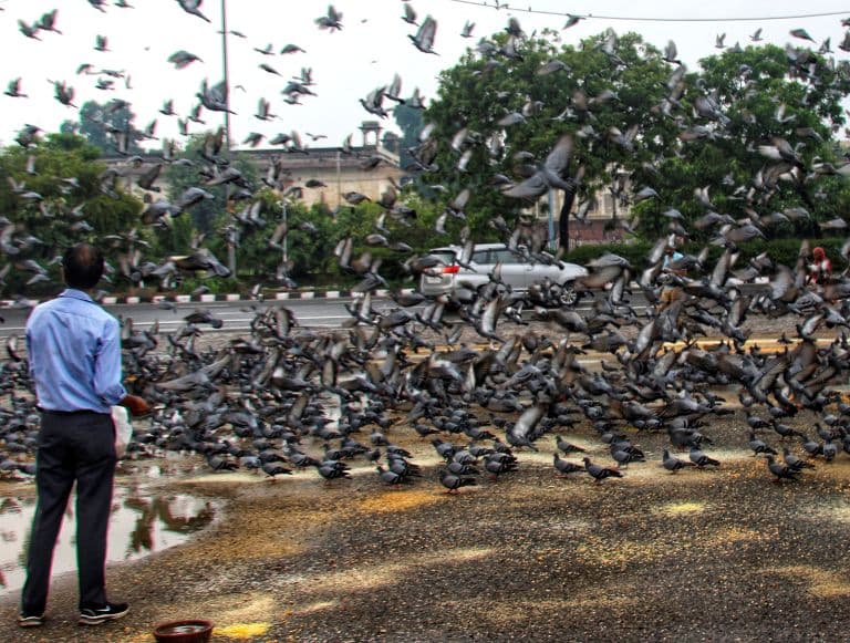 Maharashtra: Mumbai Registers First FIR For Feeding Pigeons