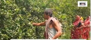 Lemons Exported From Odisha’s Angul District to America, Farmers Earn Four Times More