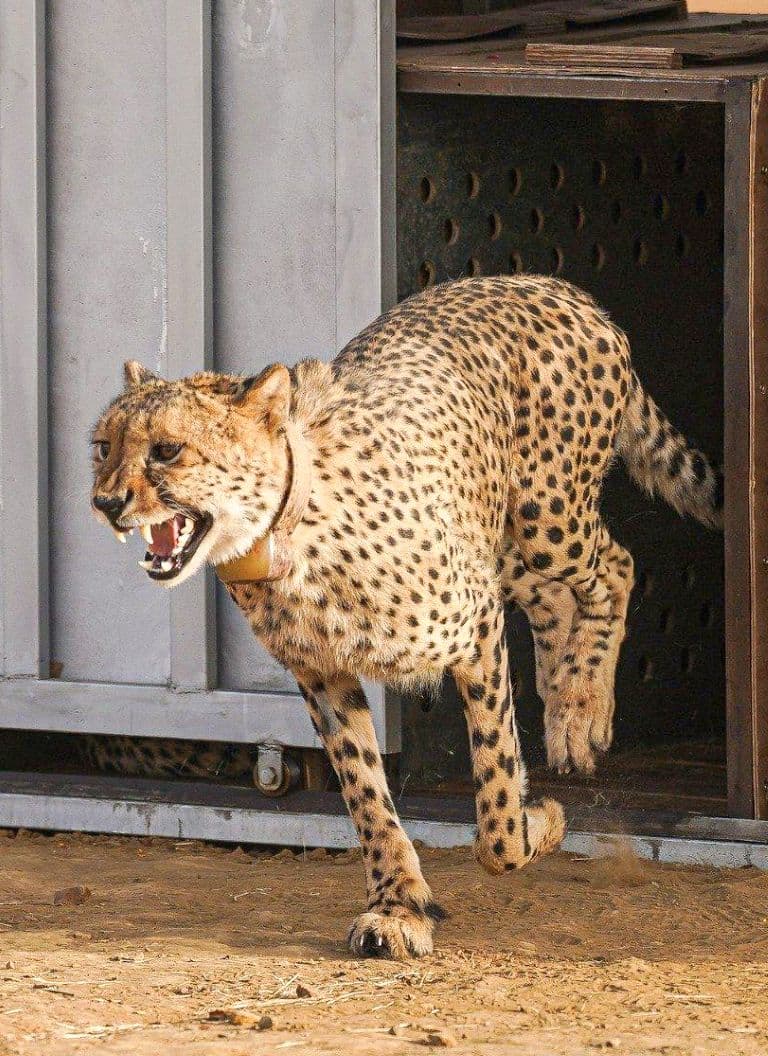 Madhya Pradesh To Release Female Cheetah 'Dheera' in Gandhi Sagar Sanctuary