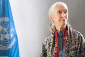 Tributes Pour In As World-Renowned Primatologist Jane Goodall Passes Away