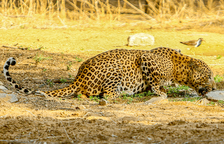 Leopard Sighting Triggers Panic in Jaipur’s Vidyadhar Nagar
