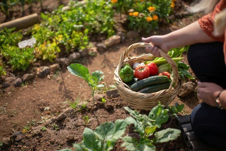 Back to the Roots: The Promise and Power of Organic Farming