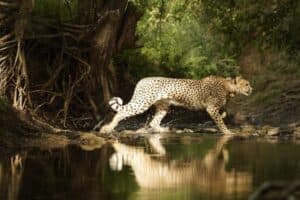 International Cheetah Day: PM Modi Highlights India’s Conservation Gains