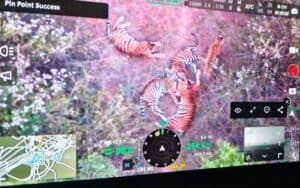 Panic in Karnataka’s Chamarajanagar as Five Tigers Spotted Near Nanjedevpura Village