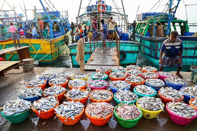 India’s Seafood Exports Hit Record Rs 62,408 Crore in 2024-25 Despite US Tariffs