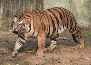 Forest Department Intensifies Hunt for Tiger Near Rajahmundry as It Strays Close to Habitations