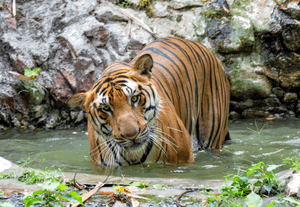 Tiger Captured Near Rajahmundry After Six Days, Bringing Relief to Residents