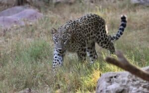 Leopard Mauls Caretaker at Bannerghatta Biological Park, Leaves Him Critically Injured