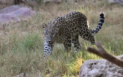 Leopard Mauls Caretaker at Bannerghatta Biological Park, Leaves Him Critically Injured