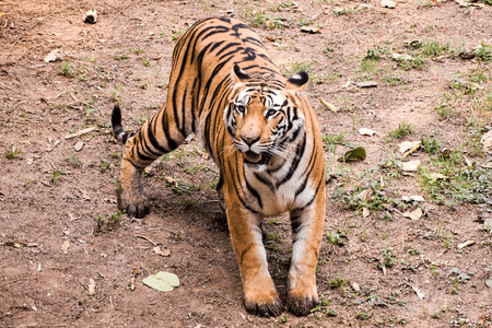 Tiger Attack Claims Life of Another Fisherman in West Bengal’s Sundarbans