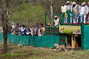 Bhupender Yadav Releases Nine Cheetahs from Botswana into Kuno National Park, MP
