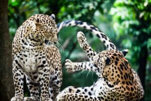 Maharashtra Govt Approves Leopards From Schedule 1 to Schedule 2: Here’s What it Means for Citizens