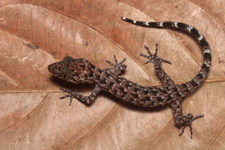 Assam CM Hails New Gecko Discovery as Boost to Northeast Biodiversity