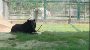 Gorakhpur Zoo: Animals Get AC, Coolers & Special Diet | UP Heatwave