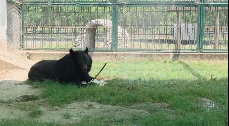 Gorakhpur Zoo: Animals Get AC, Coolers & Special Diet | UP Heatwave
