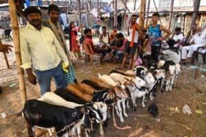 Jamiat Ulama-e-Hind Issues Bakrid Guidelines, Urges People to Follow Law and Maintain Cleanliness