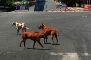 K taka police book youth who ran his car on street dog
