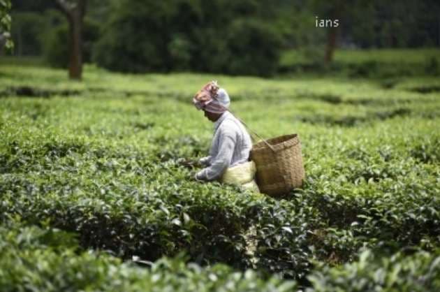 Assam tea industry eyes solar projects to augment revenue